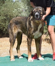 JULIA, Hund, Herdenschutzhund-Mix in Spanien - Bild 3