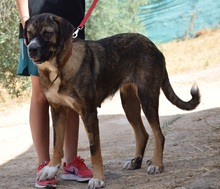 JULIA, Hund, Herdenschutzhund-Mix in Spanien - Bild 4