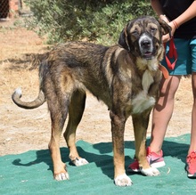 JULIA, Hund, Herdenschutzhund-Mix in Spanien - Bild 5