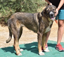 JULIA, Hund, Herdenschutzhund-Mix in Spanien - Bild 6