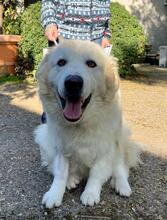 ORSO, Hund, Maremmano in Italien - Bild 3