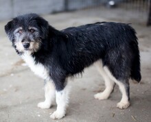 LIZZY, Hund, Mischlingshund in Rumänien - Bild 1