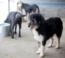 LIZZY, Hund, Mischlingshund in Rumänien - Bild 7