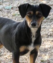 KESSY, Hund, Terrier-Mix in Zypern - Bild 4