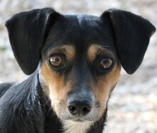 KESSY, Hund, Terrier-Mix in Zypern - Bild 6