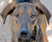 PATCHOULI, Hund, Magyar Vizsla-Deutscher Schäferhund-Mix in Zypern