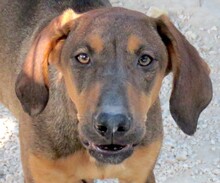 PIPILOTTA, Hund, Magyar Vizsla-Deutscher Schäferhund-Mix in Zypern - Bild 1