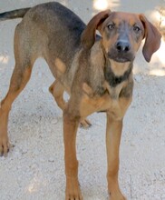 PIPILOTTA, Hund, Magyar Vizsla-Deutscher Schäferhund-Mix in Zypern - Bild 2