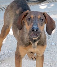 PIPILOTTA, Hund, Magyar Vizsla-Deutscher Schäferhund-Mix in Zypern - Bild 3