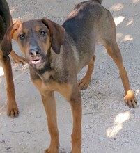 PIPILOTTA, Hund, Magyar Vizsla-Deutscher Schäferhund-Mix in Zypern - Bild 4