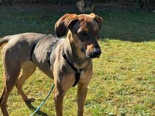 PIPILOTTA, Hund, Magyar Vizsla-Deutscher Schäferhund-Mix in Hilden - Bild 11