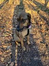 PIPILOTTA, Hund, Magyar Vizsla-Deutscher Schäferhund-Mix in Hilden - Bild 12