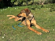 PIPILOTTA, Hund, Magyar Vizsla-Deutscher Schäferhund-Mix in Hilden - Bild 13