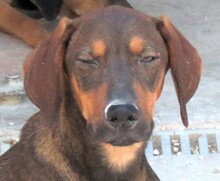 PAJERO, Hund, Magyar Vizsla-Deutscher Schäferhund-Mix in Zypern - Bild 1