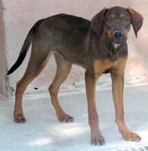 PAJERO, Hund, Magyar Vizsla-Deutscher Schäferhund-Mix in Zypern - Bild 4