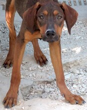 PAJERO, Hund, Magyar Vizsla-Deutscher Schäferhund-Mix in Zypern - Bild 5