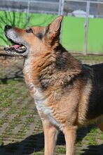 LEEVI, Hund, Mischlingshund in Esslingen - Bild 2