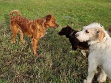 DEXTERBOY, Hund, Mischlingshund in Neftenbach - Bild 3