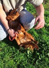 DEXTERBOY, Hund, Mischlingshund in Neftenbach - Bild 6