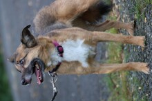 TOIKA, Hund, Mischlingshund in Lohra-Reimershausen - Bild 4