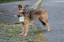 TOIKA, Hund, Mischlingshund in Lohra-Reimershausen - Bild 5