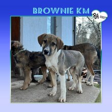 BROWNIEKM, Hund, Mischlingshund in Bulgarien - Bild 1