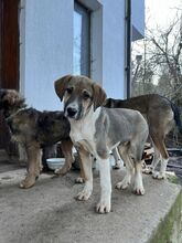 BROWNIEKM, Hund, Mischlingshund in Bulgarien - Bild 3