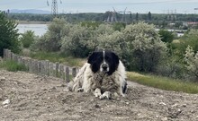 VITEL, Hund, Mischlingshund in Rumänien - Bild 7