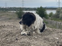 VITEL, Hund, Mischlingshund in Rumänien - Bild 8