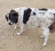 VITEL, Hund, Mischlingshund in Rumänien - Bild 9