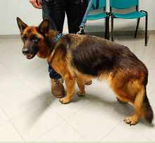 ANGIE, Hund, Deutscher Schäferhund in Italien - Bild 32