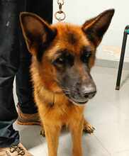 ANGIE, Hund, Deutscher Schäferhund in Italien - Bild 34