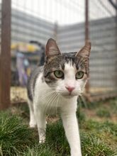 LEO, Katze, Hauskatze in Rumänien