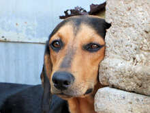 SANDY, Hund, Mischlingshund in Italien - Bild 3