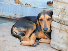 SANDY, Hund, Mischlingshund in Italien - Bild 4