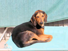 SANDY, Hund, Mischlingshund in Italien - Bild 5