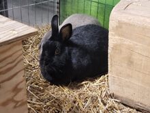 MORTICIA, Hasenartige, Zwergkaninchen in Großröhrsdorf - Bild 2