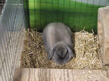 MORTICIA, Hasenartige, Zwergkaninchen in Großröhrsdorf - Bild 3
