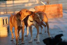 PETALO, Hund, Mischlingshund in Spanien - Bild 10