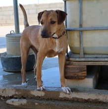 PETALO, Hund, Mischlingshund in Spanien - Bild 11