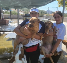 PETALO, Hund, Mischlingshund in Spanien - Bild 12