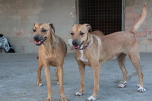 PETALO, Hund, Mischlingshund in Spanien - Bild 13