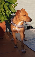 PETALO, Hund, Mischlingshund in Spanien - Bild 7