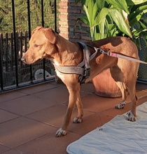 PETALO, Hund, Mischlingshund in Spanien - Bild 8