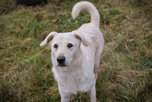 ALFRED, Hund, Mischlingshund in Kroatien - Bild 1