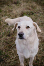 ALFRED, Hund, Mischlingshund in Kroatien - Bild 3