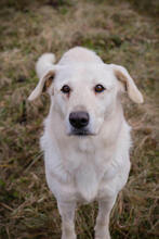 ALFRED, Hund, Mischlingshund in Kroatien - Bild 4