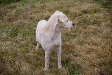 ALFRED, Hund, Mischlingshund in Kroatien - Bild 5