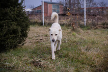 ALFRED, Hund, Mischlingshund in Kroatien - Bild 6