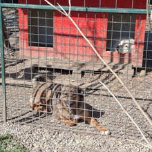 ALFRED, Hund, Mischlingshund in Kroatien - Bild 7